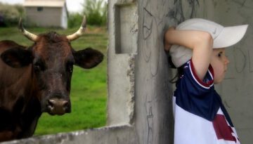 hiding-from-the-cow