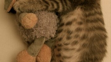 kitten-hug