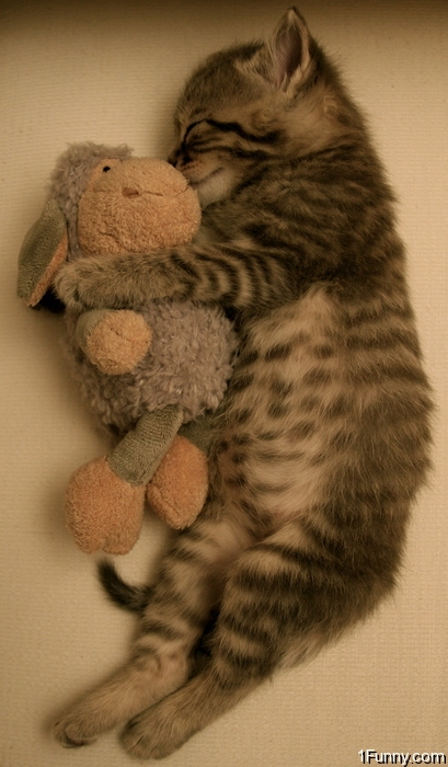 kitten-hug