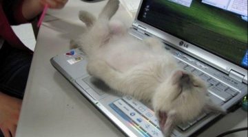 kitten-nap-laptop