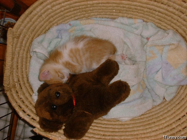 kitten-teddy-bear