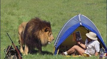 lion-camping