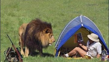lion-camping