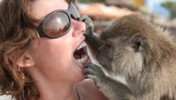 monkey-dentist