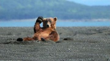 oh-hi-bear