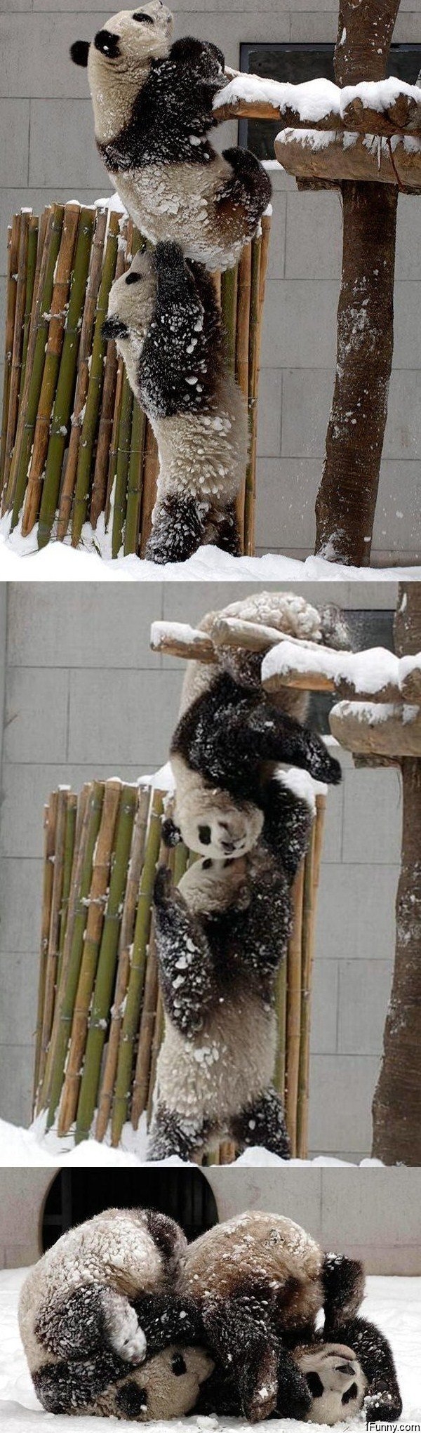 panda-help