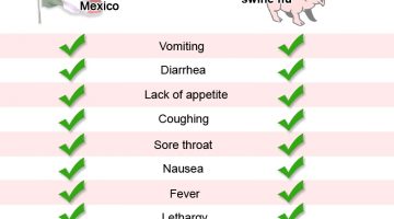 swine-flu-diagram