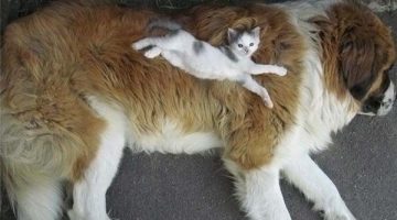 big-dog-small-kitten