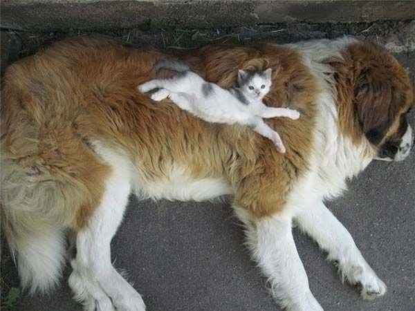 big-dog-small-kitten