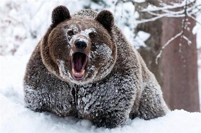 big-fat-bear