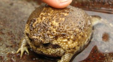 bloated-toad