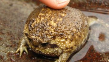 bloated-toad