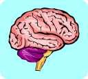 brain (1)