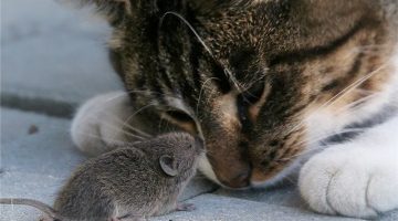 cat-and-mouse