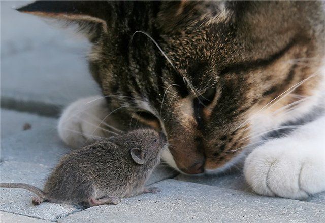cat-and-mouse