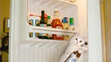 cat-fridge-beer