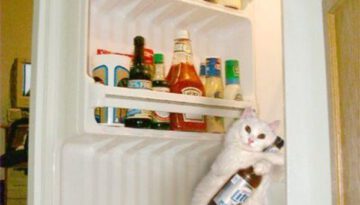 cat-fridge-beer