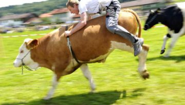cow-riding