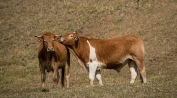 cows-3690607__340