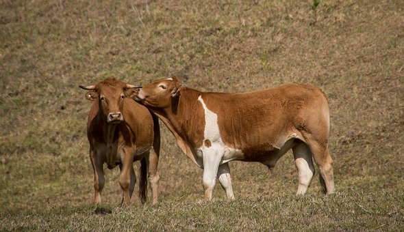 cows-3690607__340