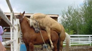 horse_sleeping