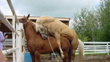 horse_sleeping