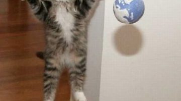 kitten-ball