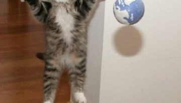 kitten-ball