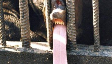 long-tongue-bear