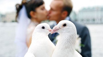 love-birds