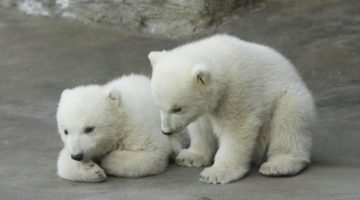 polar-bear-cubs