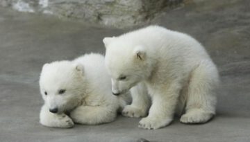 polar-bear-cubs