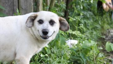 smiling-dog