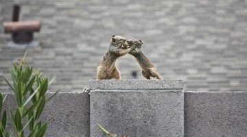 squirrel-wrestling