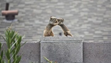 squirrel-wrestling