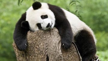 tired-panda