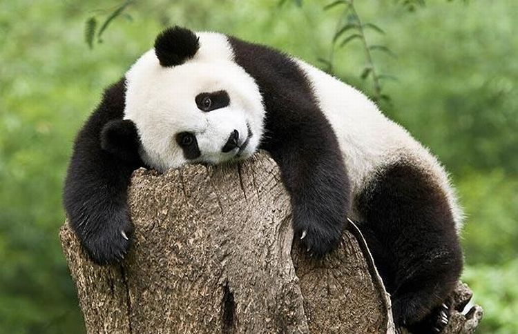 tired-panda
