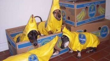 banana-dogs