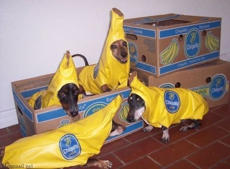 banana-dogs