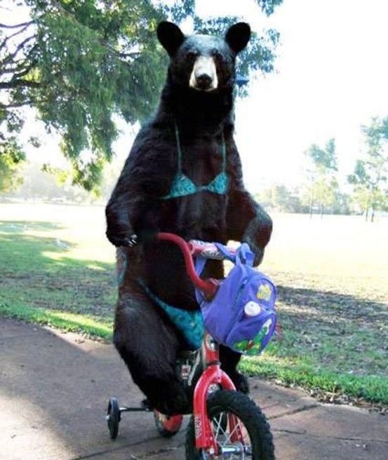 bear-tricycle