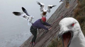 birds-attack