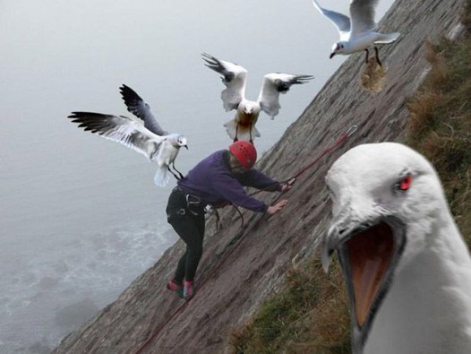 birds-attack