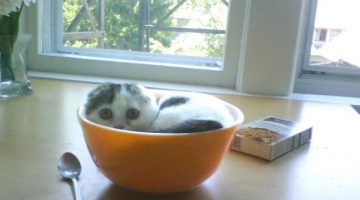 breakfast-kitten