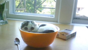 breakfast-kitten