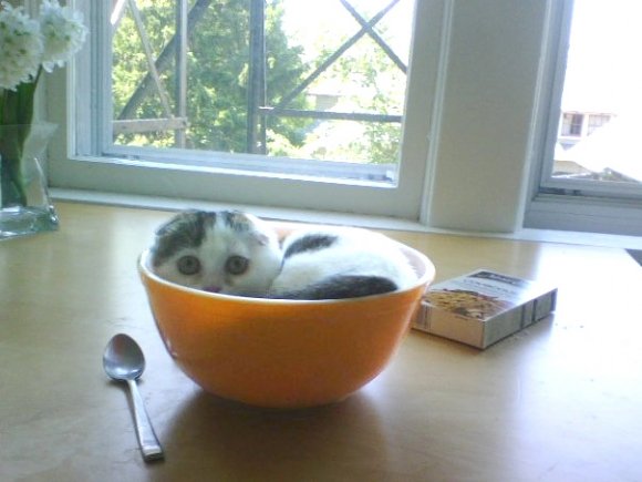 breakfast-kitten