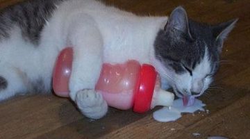 cat-milk-bottle