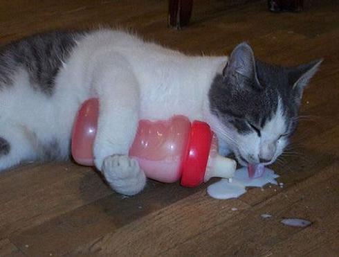 cat-milk-bottle