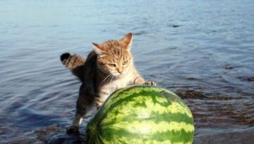cat-watermelon