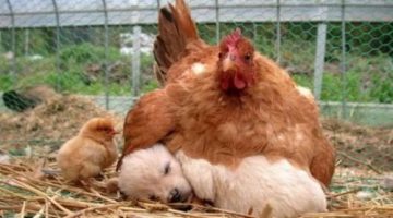 confused-mother-hen