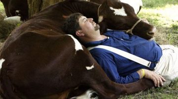 cow-nap